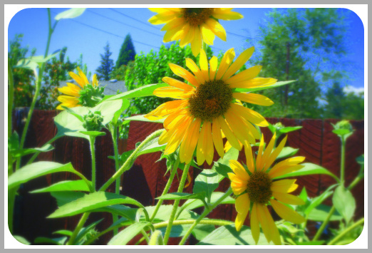 Sunflowers in Summer Sun