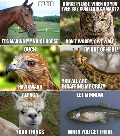 more clever animal humor