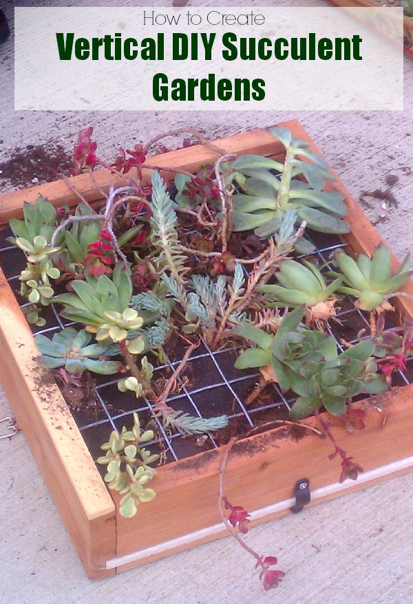 DIY Succulent Gardens: Learn how to make vertical hanging succulent gardens #any1cangrow