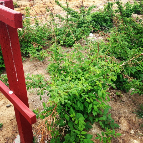 Raspberry bushes - Fruit tree - Miracle Gro - #GroSomethingGreate