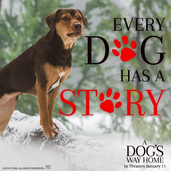A Dog's Way Home in theaters